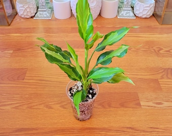 Aglaonema Rio Live Plant – Variegated Foliage, 4-Inch Pot