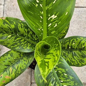 May include: Close-up of a Dieffenbachia plant with large, vibrant green leaves. The leaves have a speckled pattern of lighter green and white spots. The new leaf is tightly curled in the center.