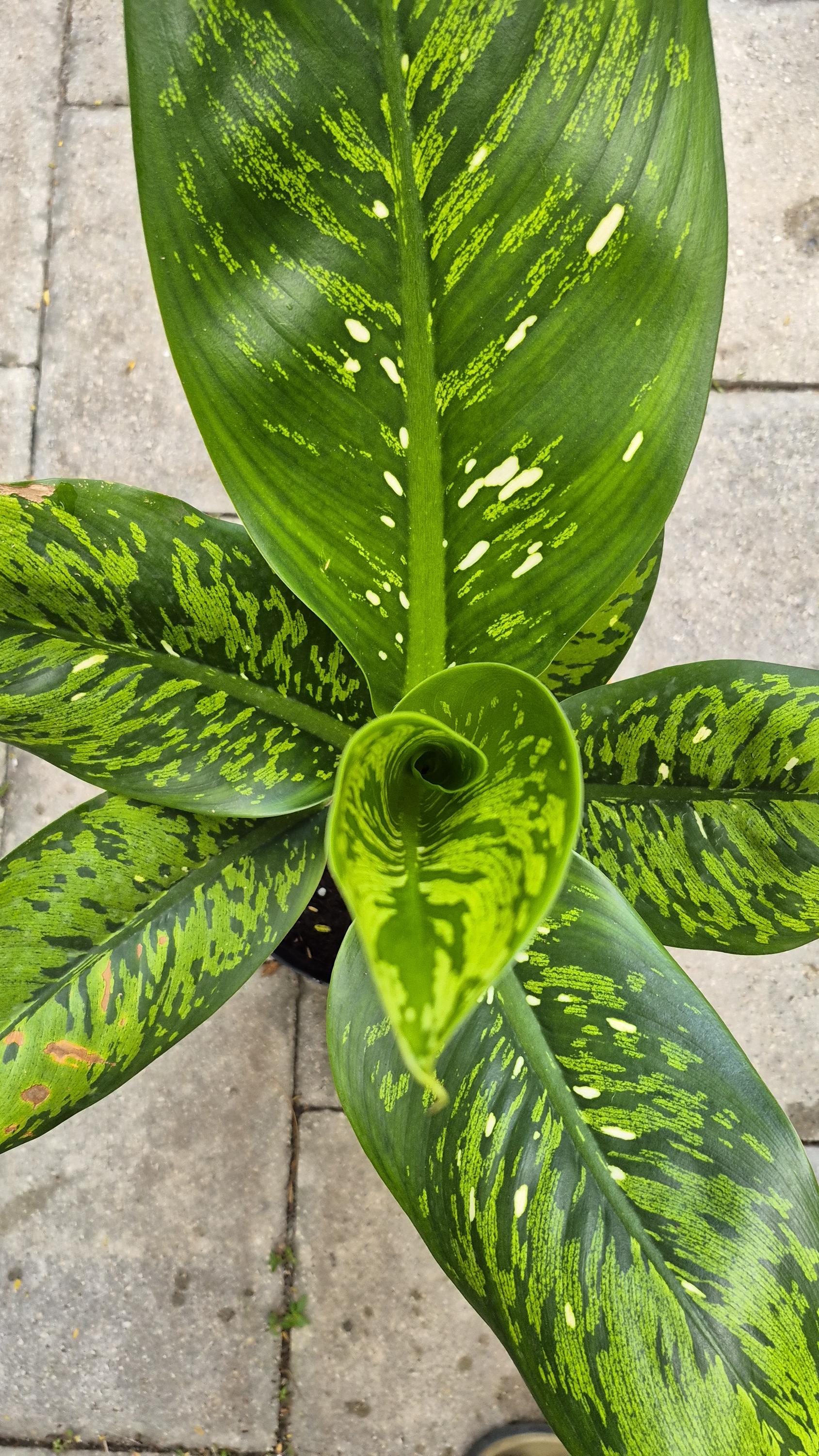 happy house plant Plant Food Starter Kit