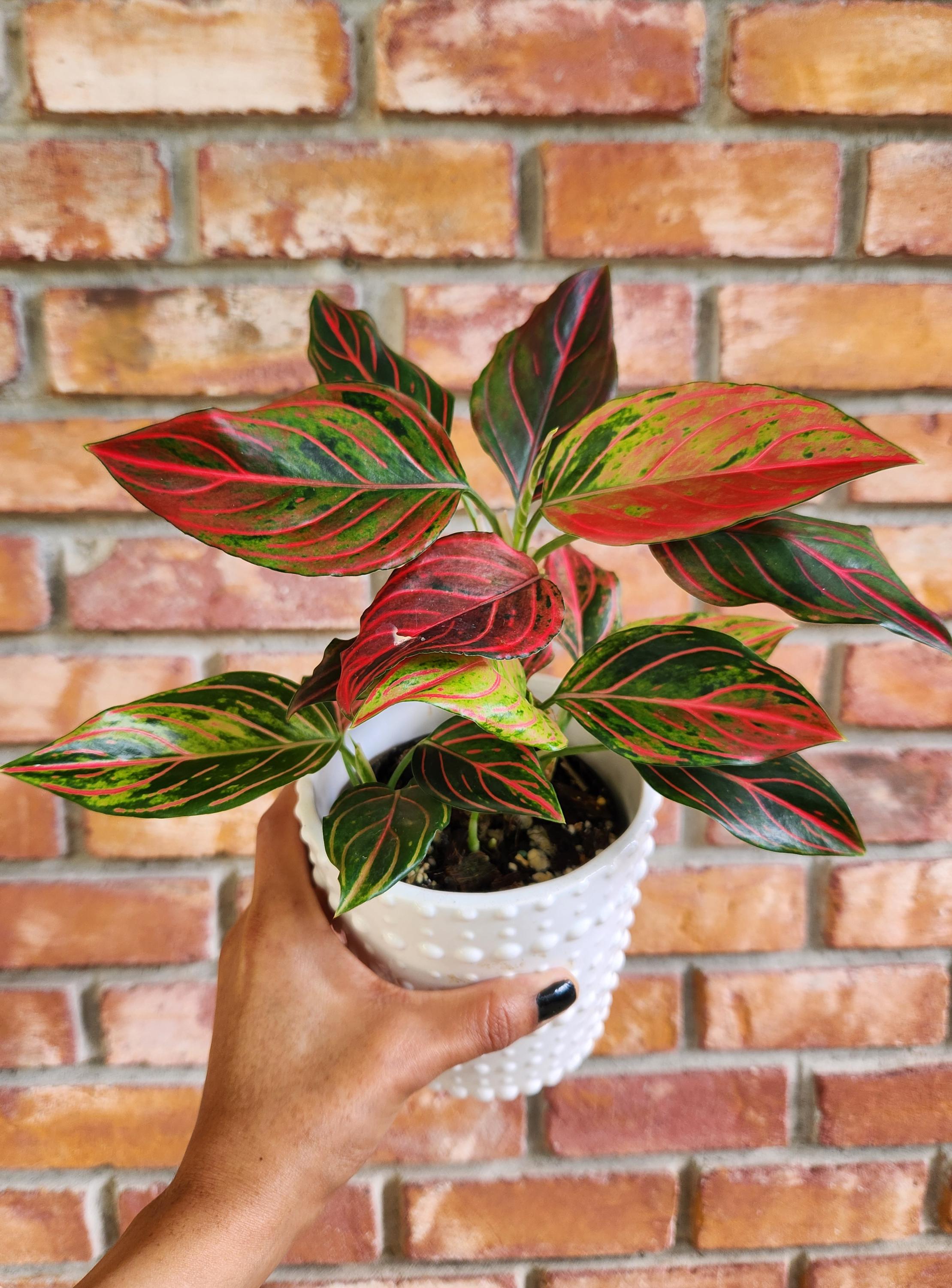 Aglaonema Mojo Red Variegated - Etsy