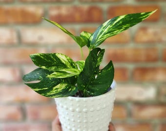 Epipremnum Yellow flame