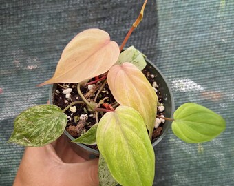 Philodendron Micans Pink Mint Variegated