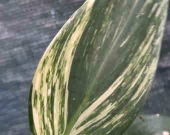 Scindapsus Coriaceus Variegated