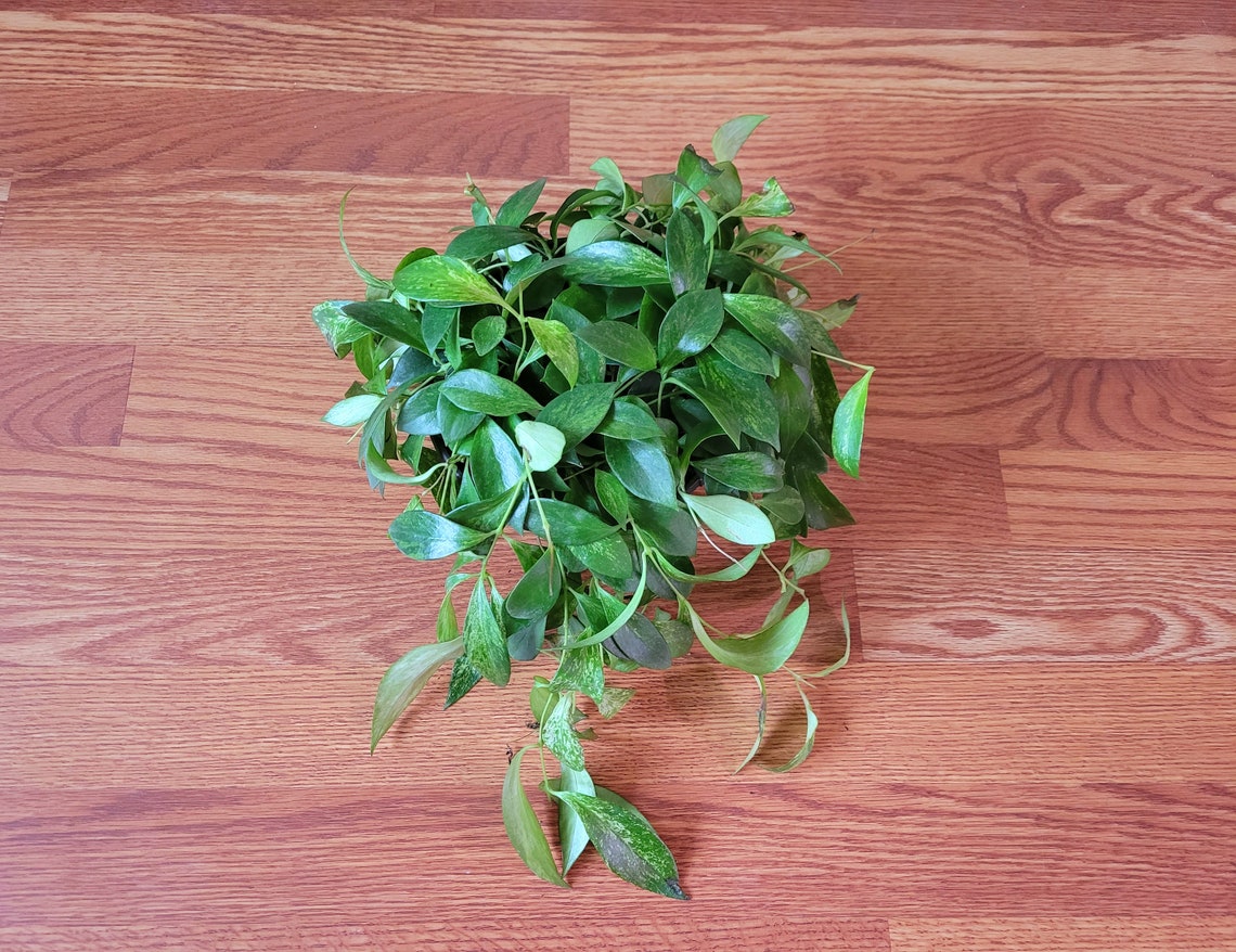 Mini Variegated Lipstick Plant Etsy