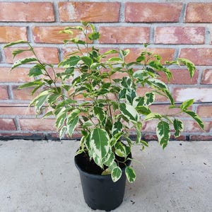 Varigated Ficus benjamina