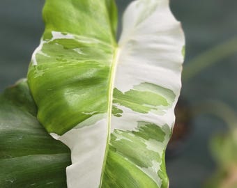 Philodendron Paraiso Verde Albo Variegated