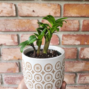 small succulent planters Colored Small Plant Succulent Pots