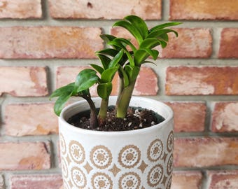 pothos indoor plant Golden Pothos