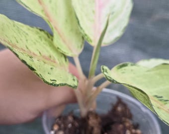 Aglaonema emerald