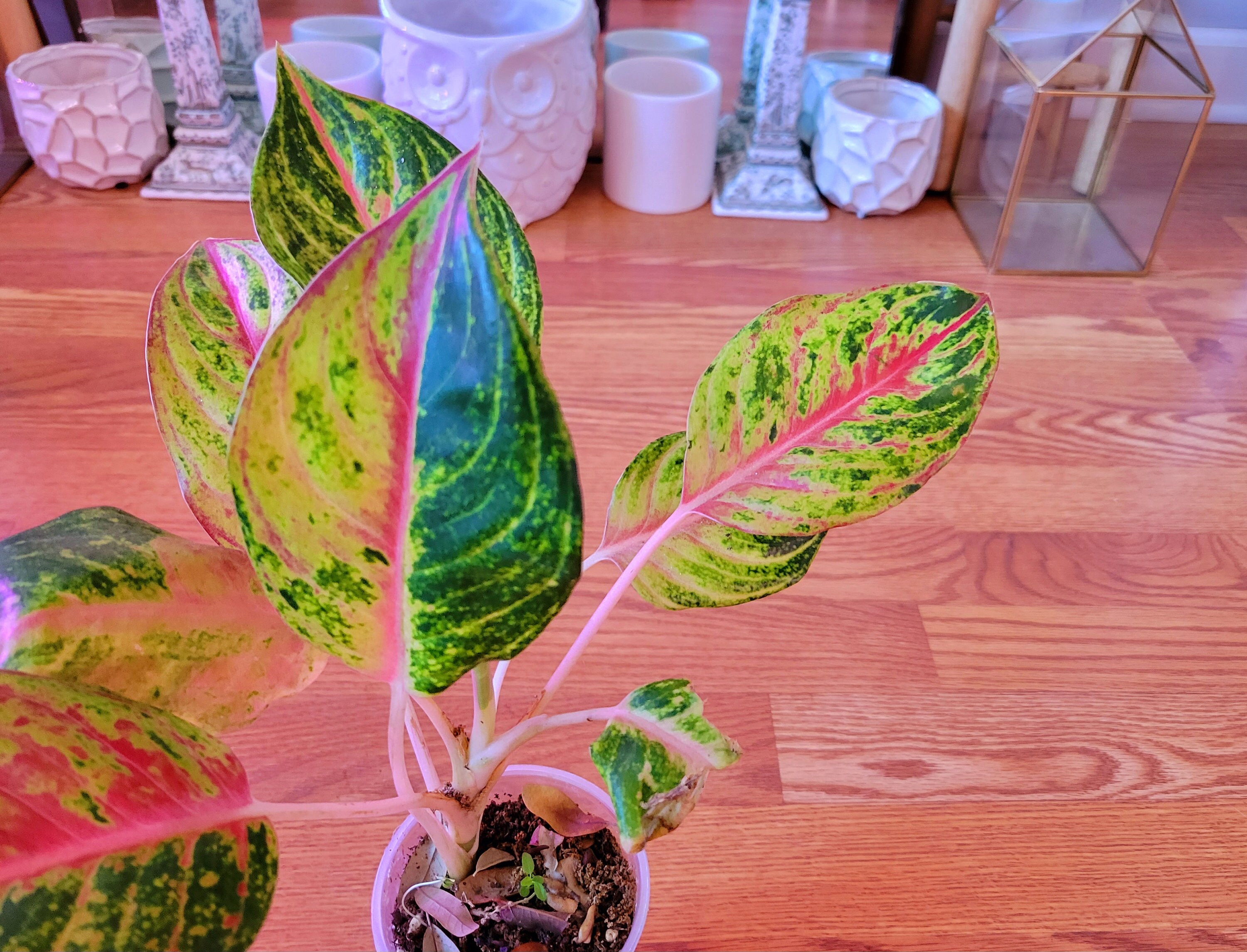 codiaeum croton mammy plant Croton Mammi Codiaeum House Plant  Plants For All Seasons