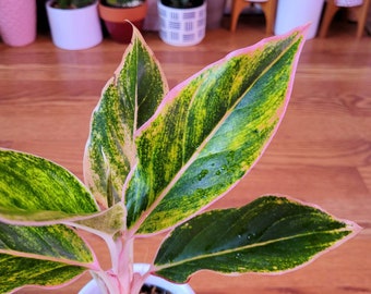 Aglaonema pink aurora