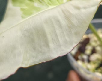 Philodendron Paraiso Verde Albo Variegated