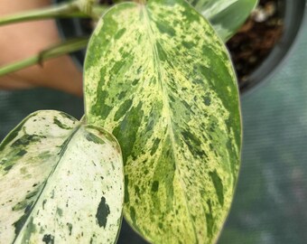 Philodendron Emerald Ice Variegated