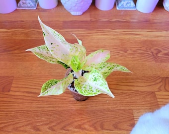 Aglaonema White Mayang Houseplant (Ships in soil)