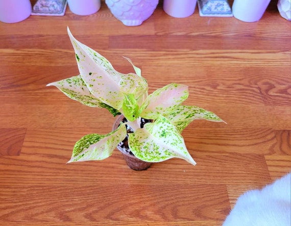 Aglaonema White Mayang Houseplant (ships in Soil) - Etsy