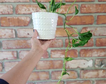 Epipremnum shangri la