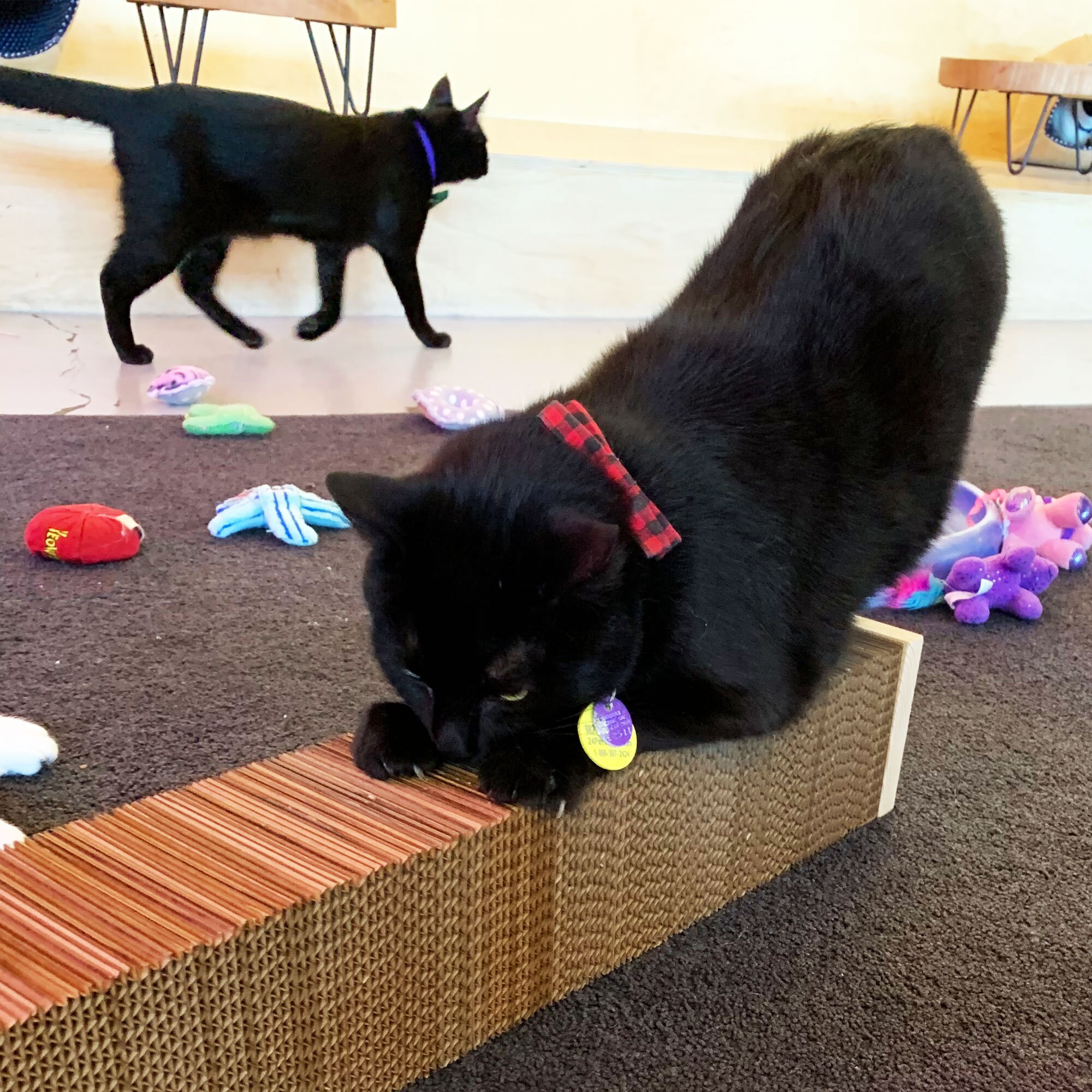 Kitty Kebab Cat Scratching Post Full Refill Sustainable Etsy