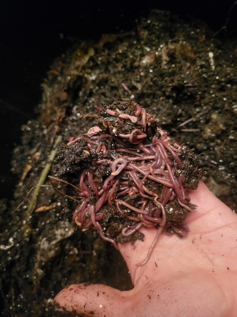 Red Wigglers Eisenia Fetida Composting Worms/vers Etsy