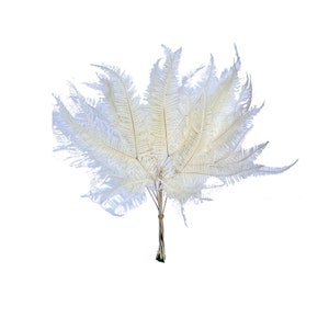 May include: A bunch of white dried ferns with long, feathery fronds. The ferns are tied together at the base.