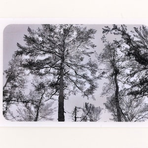 Looking Up in the Trees Durable Vinyl Sticker