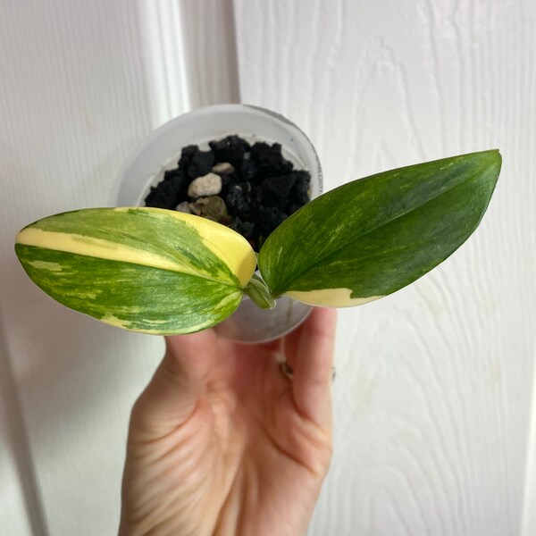 Aurea monstera variegated standeleyana