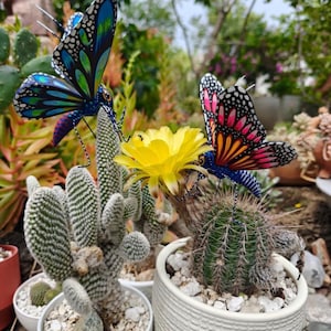 May include: Two decorative metal butterfly ornaments perched on cacti. One butterfly features blue and green wings, while the other has orange and pink wings. Both are positioned on green cacti in white pots, with one cactus blooming with a bright yellow flower.