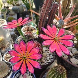 fishbone cactus flower Fishbone cactus (Epiphyllum anguliger) white flower cutting