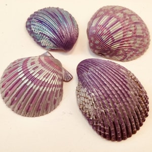 May include: Four decorative seashells with a metallic finish. The shells are painted in shades of purple, silver, and blue. The shells have a ribbed texture and are arranged on a light background. These shells are ideal for home decor or craft projects.
