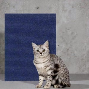 Op de afbeelding: Een zilveren tabbykat met zwarte vlekken zit voor een textuurrijk, marineblauw rechthoekig paneel. De kat heeft gele ogen en kijkt recht in de camera. De achtergrond is een betonnen muur.