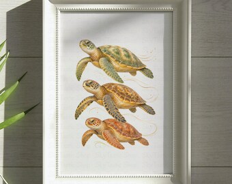 Sea Turtle PNG Bundle, Coastal Ocean Turtle Sublimation Design, Beachy Sea Life Digital Download