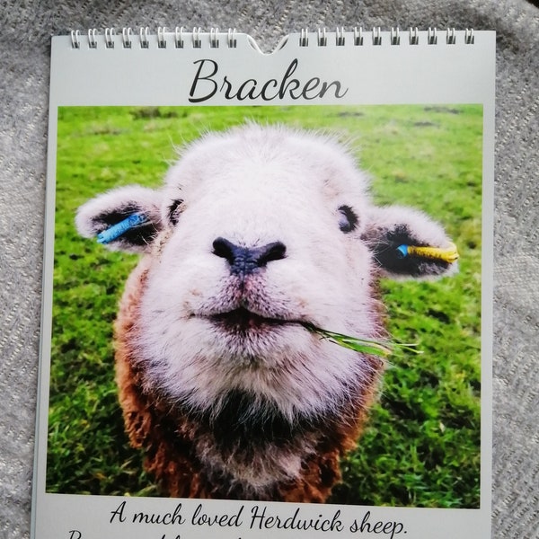 Bracken a much loved Herdwick Sheep 2023 Calendar