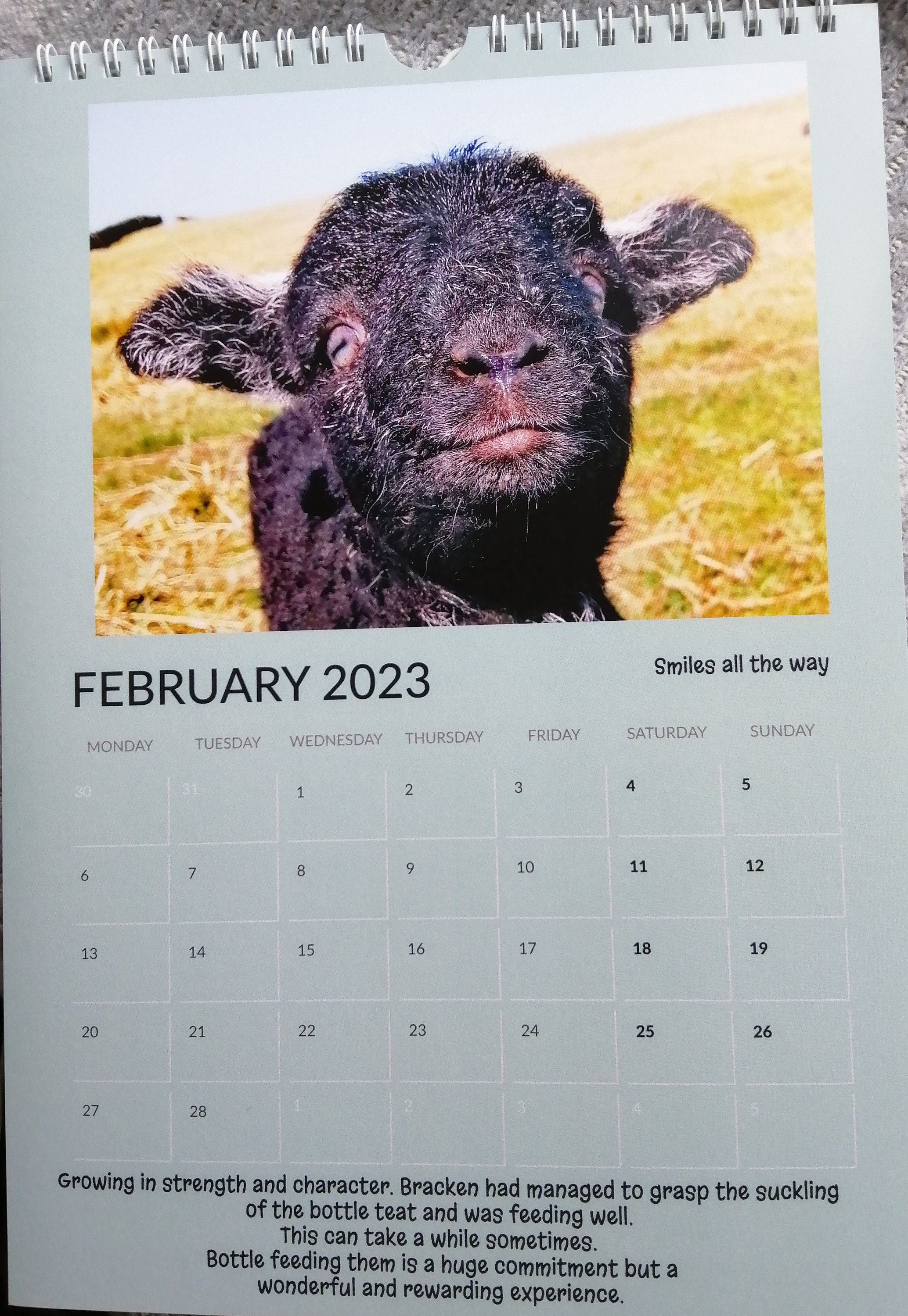 Bracken a Much Loved Herdwick Sheep 2023 Calendar Etsy UK