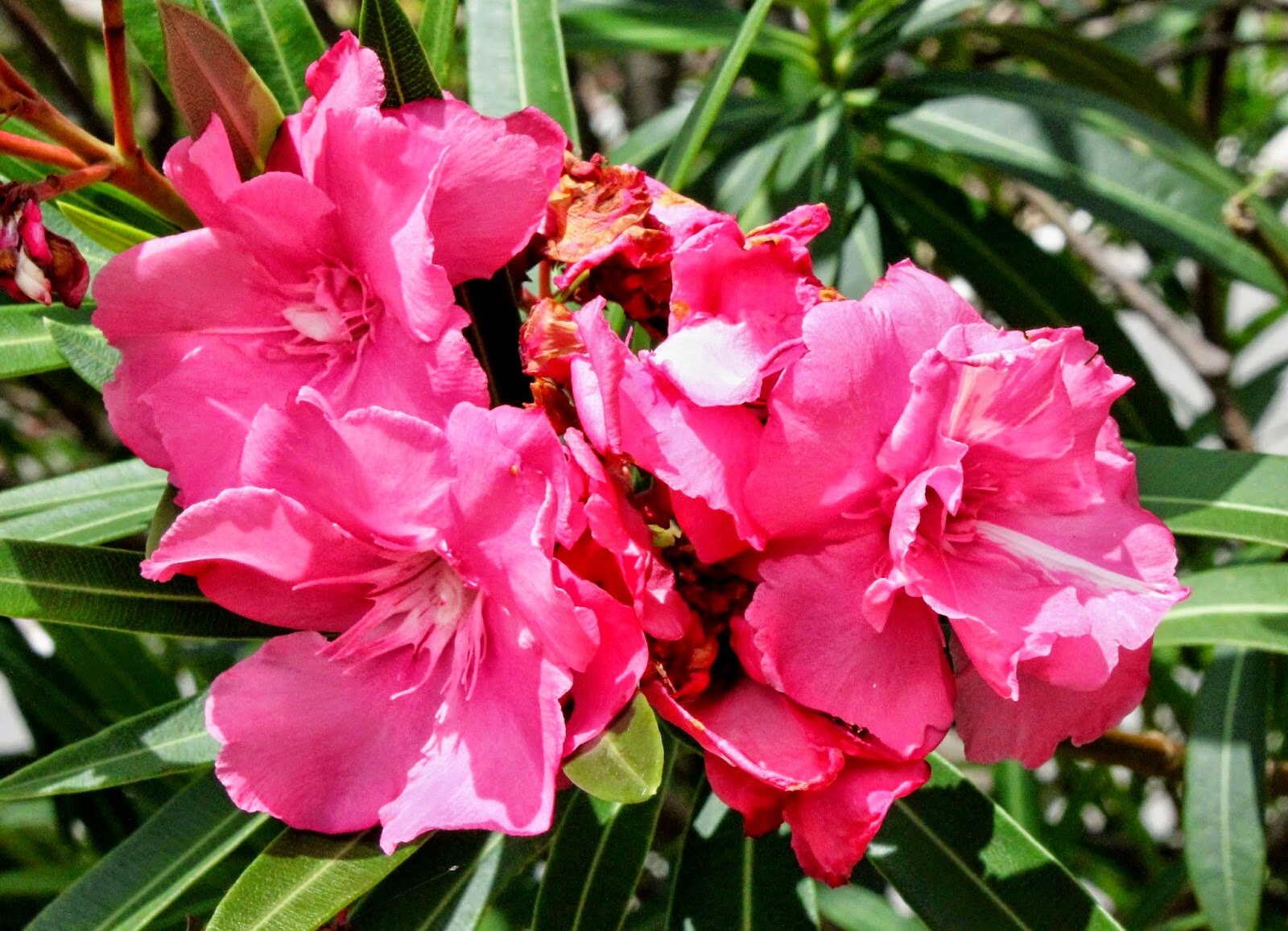 Nerium Oleander Plant CAVALAIRE 3050cm Garden House Plant Etsy Canada
