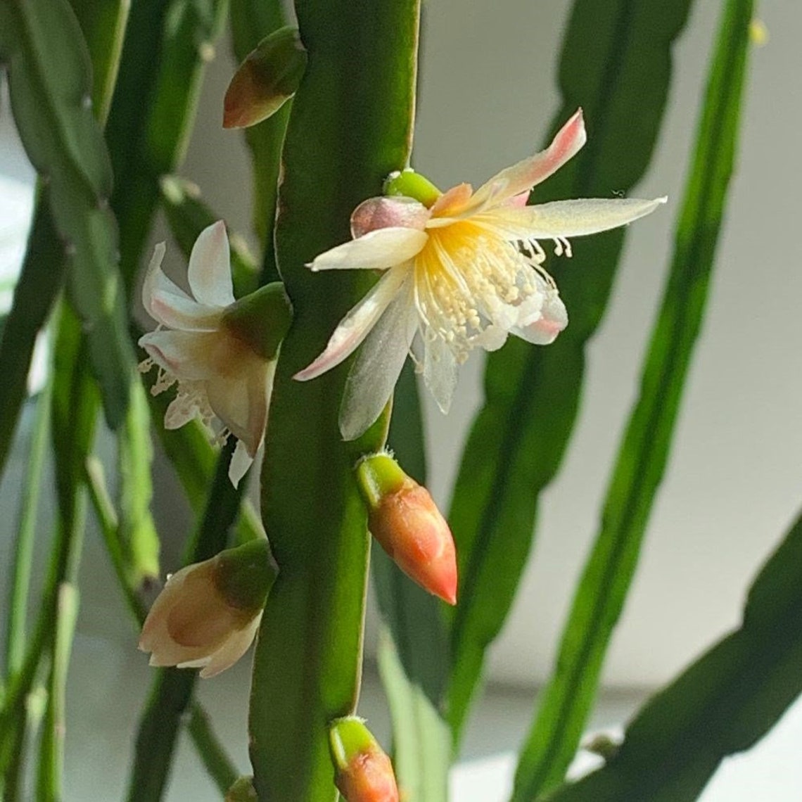 Lepismium Bolivianum Vermehren