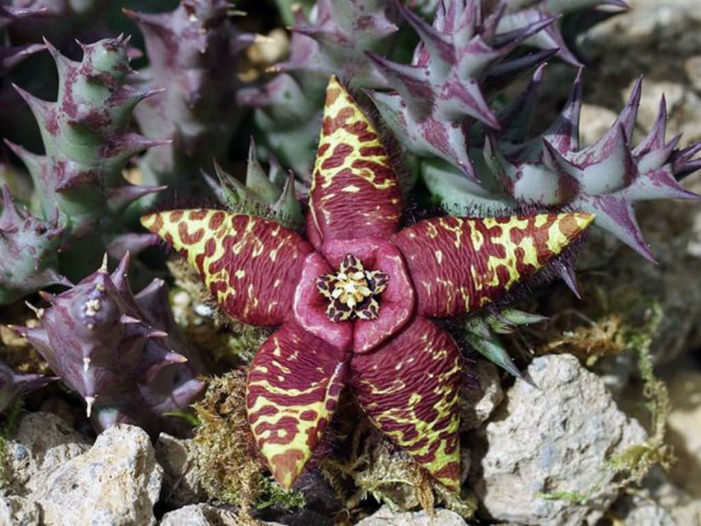 ORBEA SEMOTA Cutting fam.Asclepiadaceae Cactus Succulent Plant