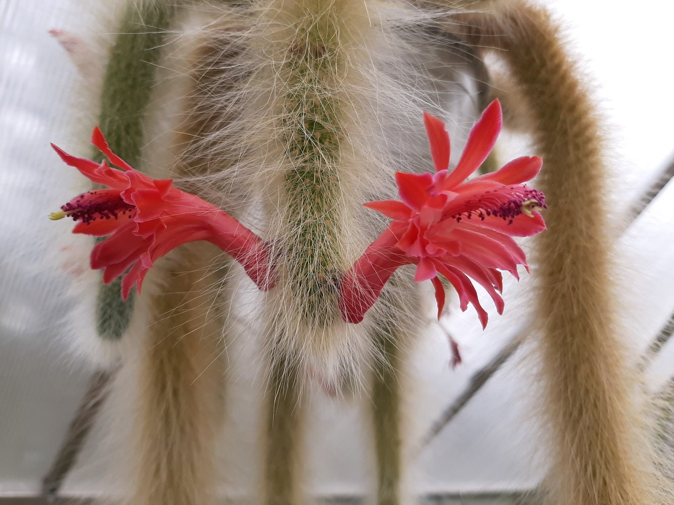 Hildewintera colademononis Cutting Monkey Tail Cactus