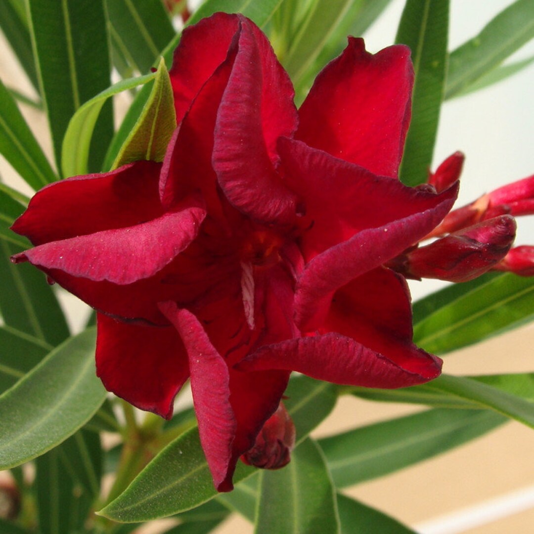 Nerium Oleander Antoine Plant Etsy UK