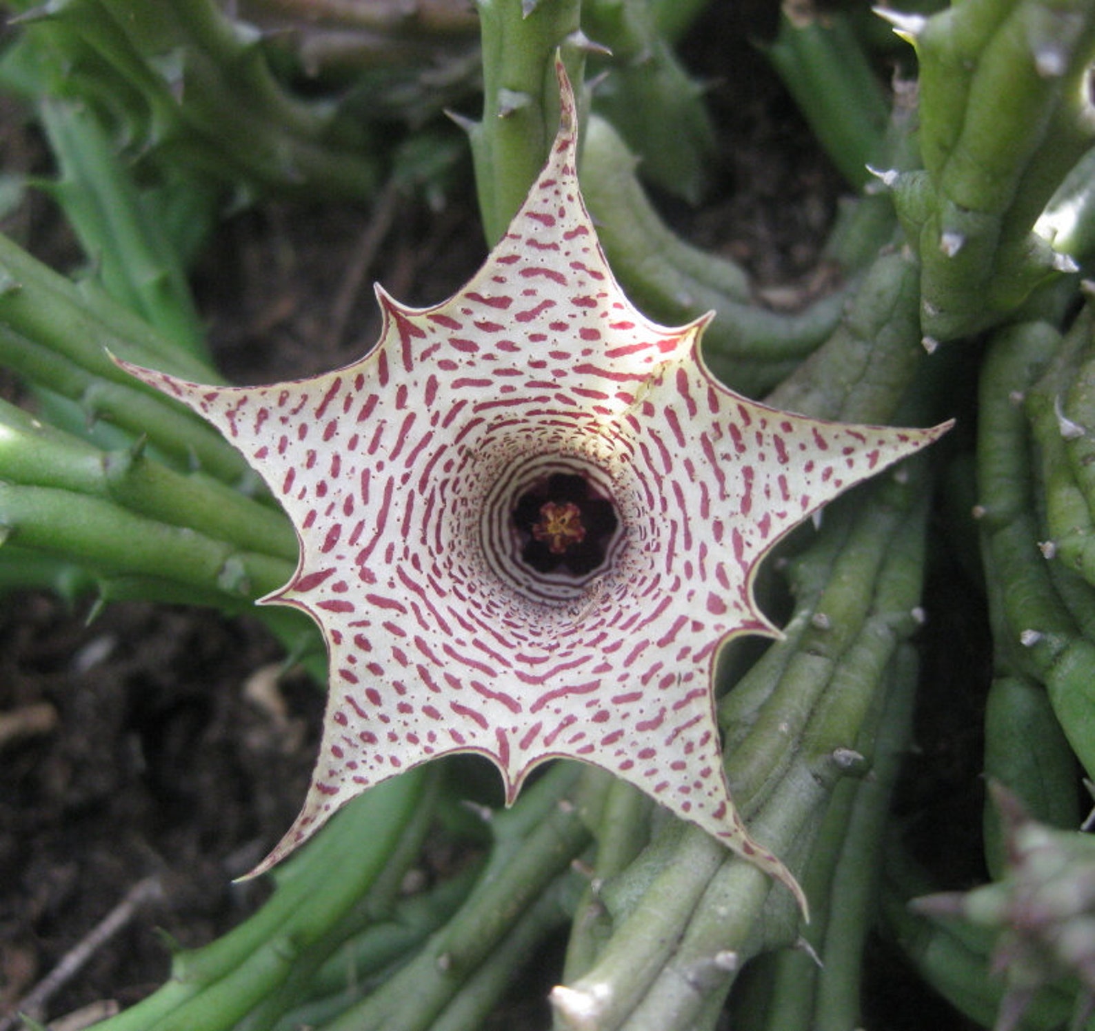 Huernia Occulta CUTTING Asclepiadaceae Succulent Plant Etsy