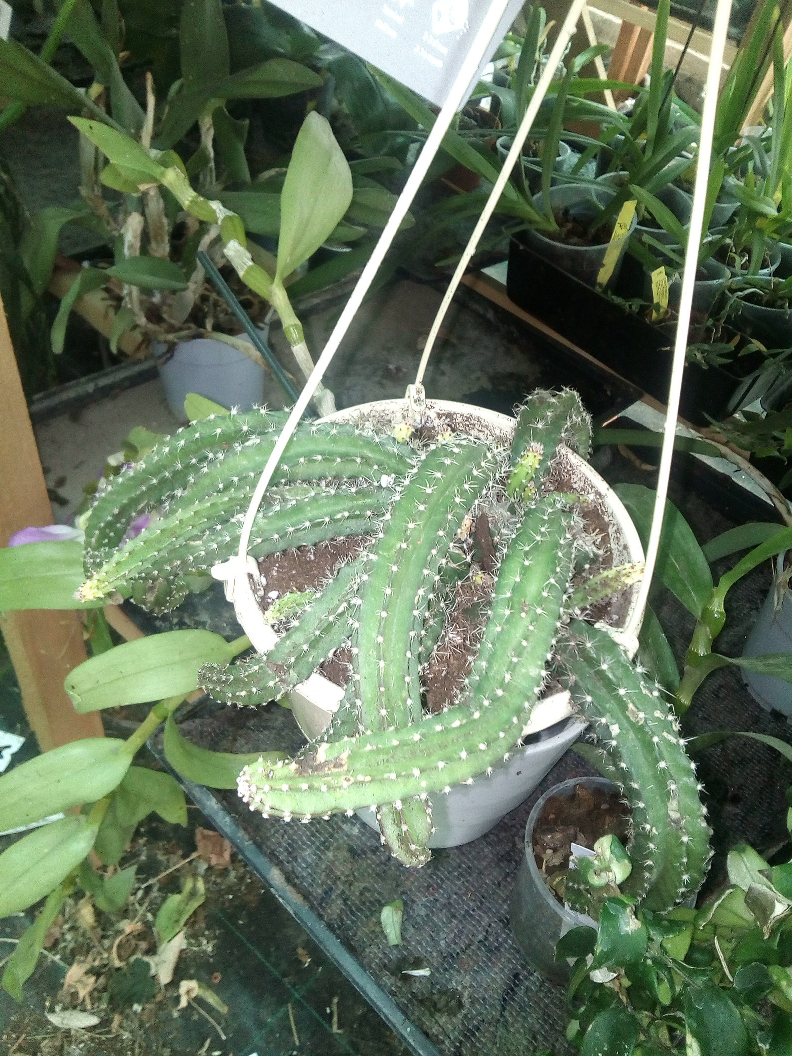 Selenicereus validus Cutting Cactus Plant Trailing Cactus Etsy