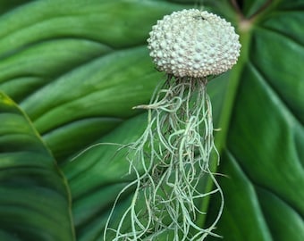 Jellyfish Air Plant