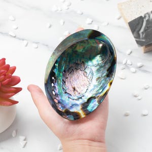 May include: An iridescent abalone shell with a polished, smooth interior. The shell displays a range of colors, including blues, greens, and purples, with a pearlescent sheen. The oval-shaped shell is held in a hand, showcasing its natural beauty.