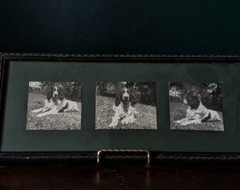 Vintage Dog Photograph