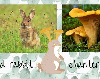 FUNGI FAMILIARS - Chanterelle Wild Rabbit Pin