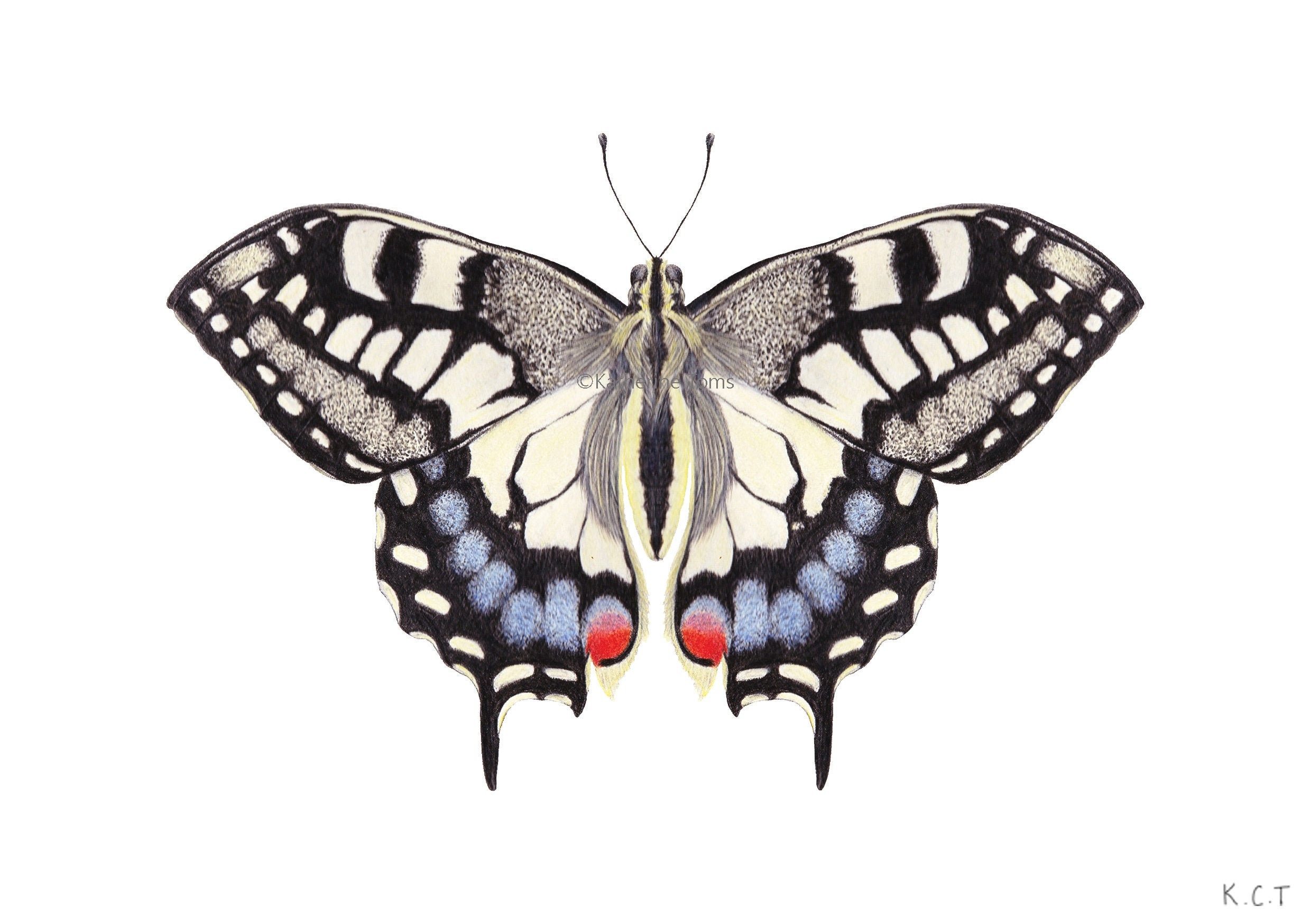 Swallowtail Butterfly Art Print Butterfly Illustration | Etsy