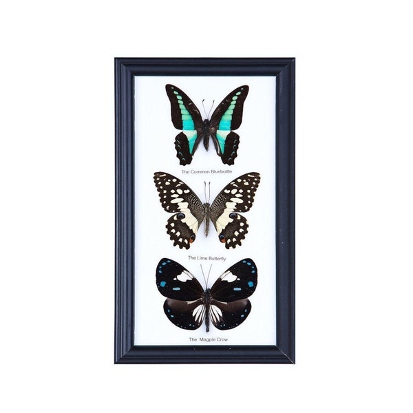 3 papillons encadrés | Sélection mystère | Spécimens de papillons éthiques montés sous verre dans un cadre mural suspendu 9 x 5 po. Coffret cadeau