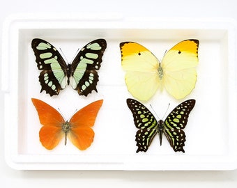Pinned Tropical Butterflies, A1 Real Butterfly Pinned Set Specimens, Entomology Taxidermy (#BUT17)