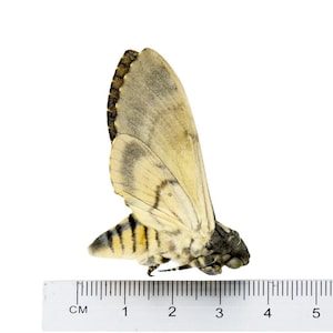 Peut inclure: Un papillon de nuit brun clair et gris avec des marques noires sur ses ailes. Le papillon mesure environ 3 centim&egrave;tres de long et est pos&eacute; sur une r&egrave;gle.