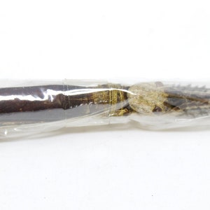 2 x Giant Stick Bugs FEMALE | Tirachoidea westwoodi +/- 200mm A1 | Entomology Specimens