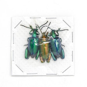 6 x Metallic Frog-Leg Beetles (6 beetles in total) Sagra longicollis, Entomology Real Insects