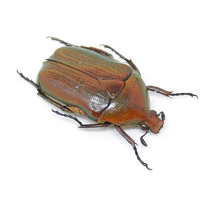 VIJF (5) rodebloem-mestkevers 20 mm entomologiemonsters